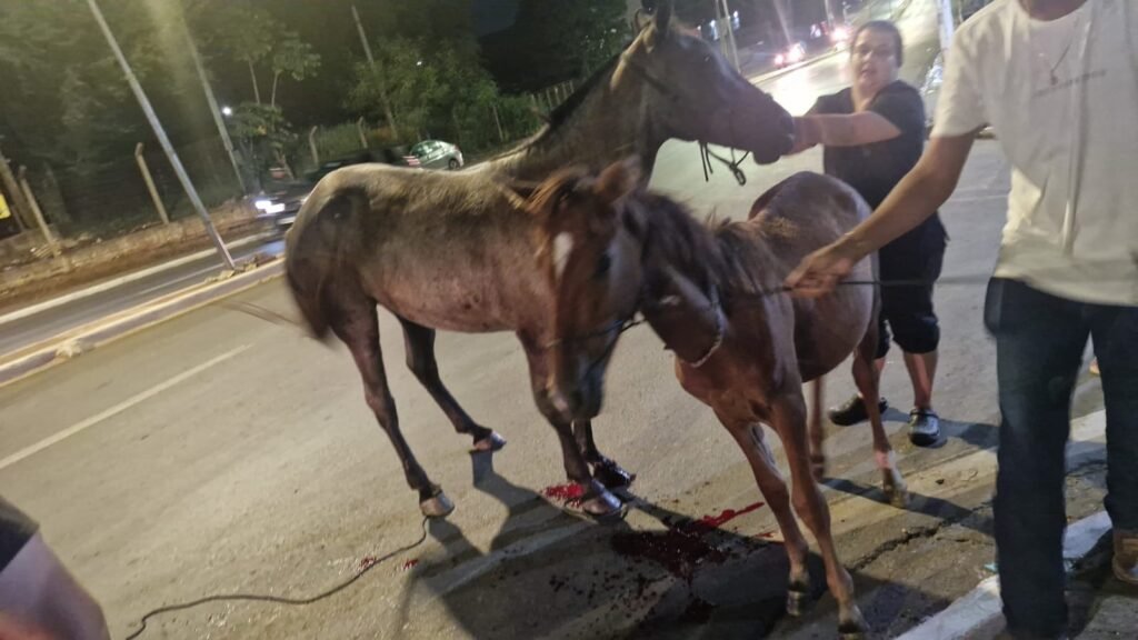 1000363341-1024x576 Égua Sacrificada Após Atropelamento em Várzea Grande