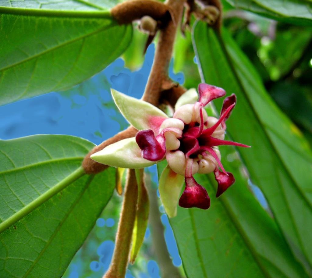 Theobroma_grandiflorum-flower Pesquisadora da UFMT desenvolve leites fermentados funcionais com frutos nativos do Brasil
