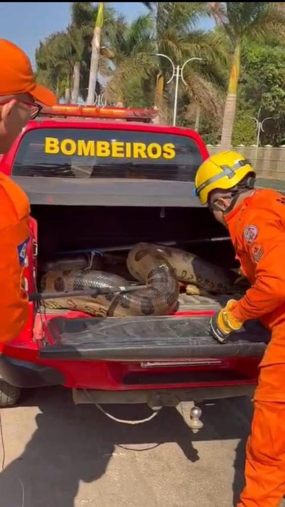 WhatsApp-Image-2025-09-06-at-15.12.30 Corpo de Bombeiros resgata sucuri de 5 metros em empresa de algodão em Lucas do Rio Verde
