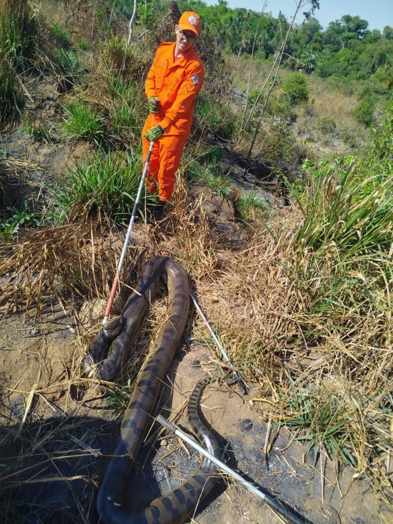 WhatsApp-Image-2025-09-06-at-15.14.39 Corpo de Bombeiros resgata sucuri de 5 metros em empresa de algodão em Lucas do Rio Verde