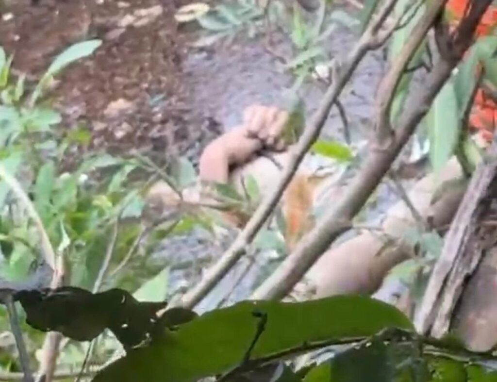 WhatsApp-Image-2026-07-04-at-13.38.59-1-1024x787 Corpo de homem desaparecido é encontrado às margens do Rio Coxipó em Cuiabá